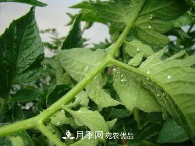 夏天月季花愛生蟲？幾個(gè)小方法輕松應(yīng)對(duì)六大蟲害！(圖4)