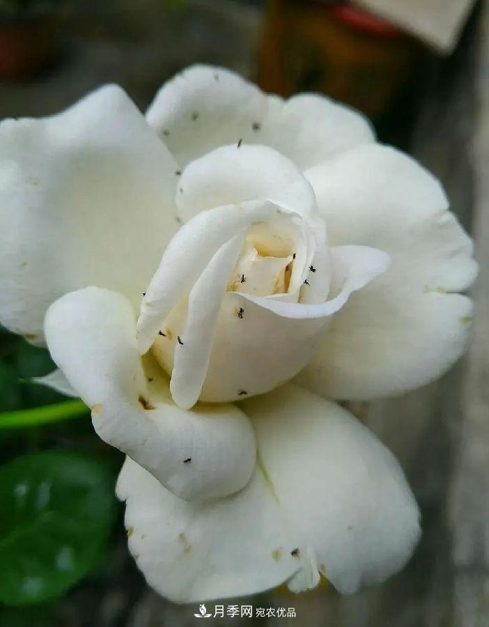 夏天月季花愛生蟲？幾個(gè)小方法輕松應(yīng)對(duì)六大蟲害！(圖3)