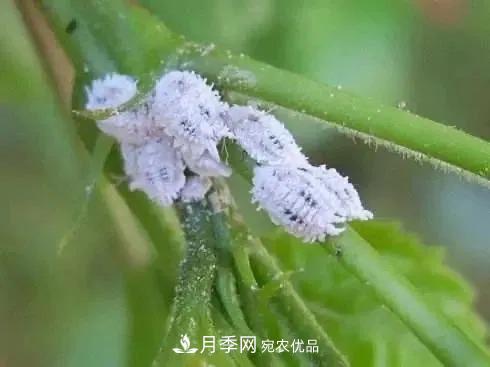 夏天月季花愛生蟲？幾個(gè)小方法輕松應(yīng)對(duì)六大蟲害！(圖5)