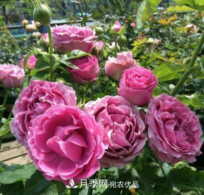 陽臺養(yǎng)月季，問題太多？教你幾招，植株健壯開花旺！(圖2)