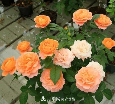 陽臺養(yǎng)月季，問題太多？教你幾招，植株健壯開花旺！(圖1)