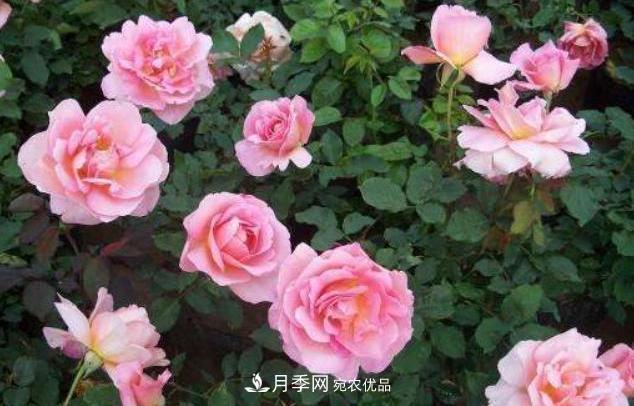 陽臺養(yǎng)月季，問題太多？教你幾招，植株健壯開花旺！(圖4)