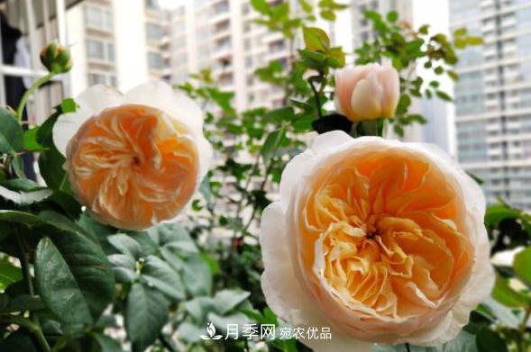 陽臺養(yǎng)月季，問題太多？教你幾招，植株健壯開花旺！(圖5)