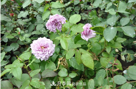 供應(yīng)南陽(yáng)月季，花中皇后，月月花開(kāi)月月紅(圖2)