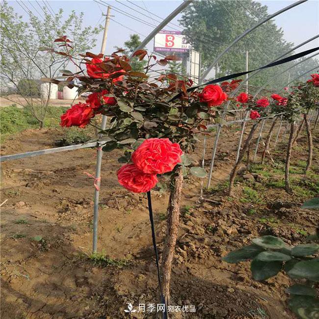 月季花的產(chǎn)地是哪里？南陽產(chǎn)的月季花好？(圖1)