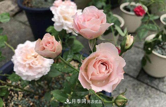 月季花的產(chǎn)地是哪里？南陽產(chǎn)的月季花好？(圖3)