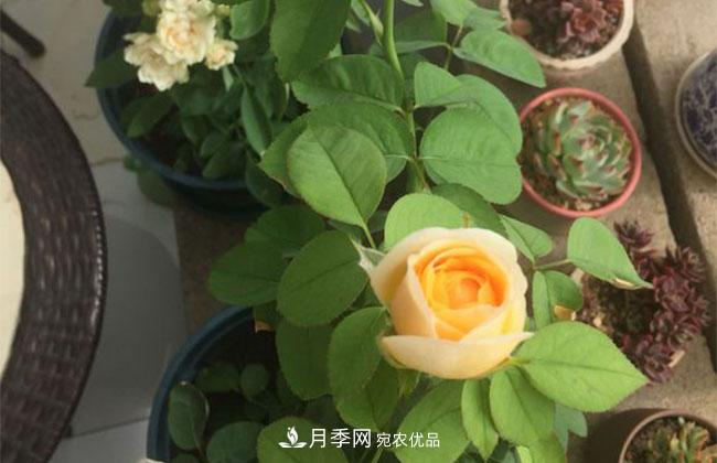 月季花的產(chǎn)地是哪里？南陽產(chǎn)的月季花好？(圖2)