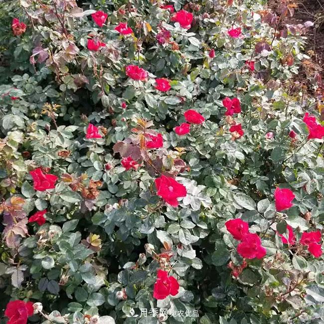 月季花的產(chǎn)地是哪里？南陽產(chǎn)的月季花好？(圖4)