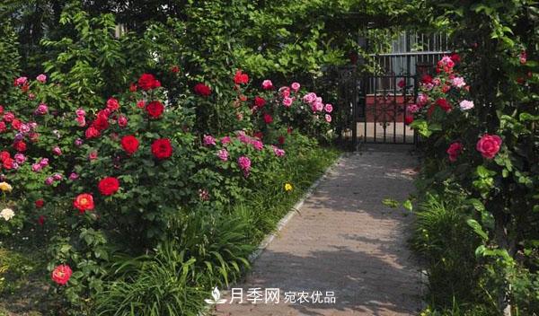 月季花有哪些品種？藤本大花月季品種介紹大全(圖3)