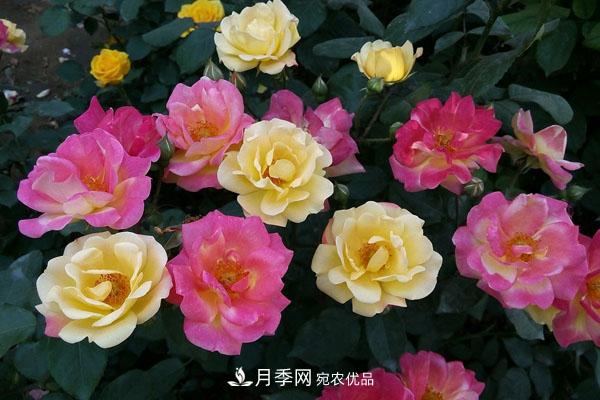 月季花有哪些品種？藤本大花月季品種介紹大全(圖2)