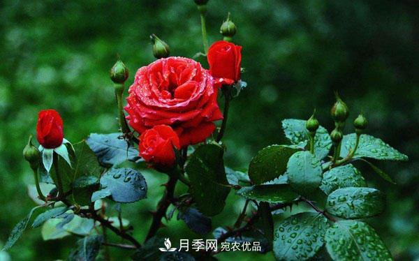 月季花有哪些品種？藤本大花月季品種介紹大全(圖1)