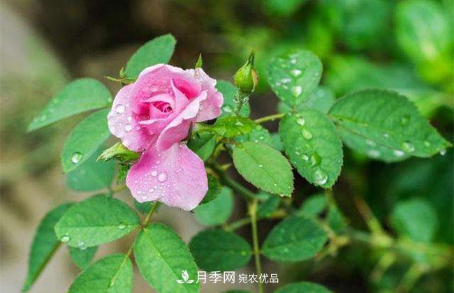 月季花的花語是什么？月季花的寓意和象征(圖2)