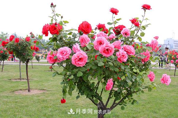 月季樹多少錢一株？南陽2020年月季樹價格(圖1)