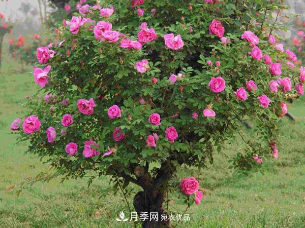 月季樹多少錢一株？南陽2020年月季樹價格(圖2)