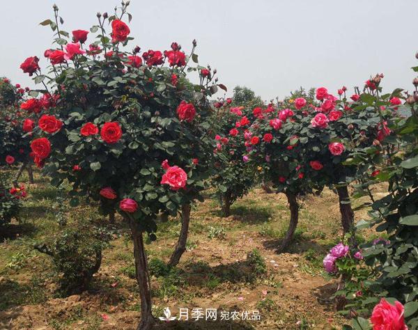 月季樹多少錢一株？南陽2020年月季樹價格(圖4)