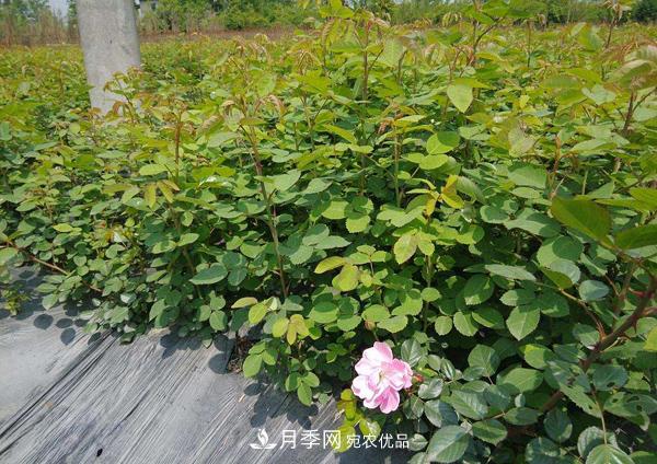 月季花幼苗怎樣栽培？月季苗種植方法(圖2)
