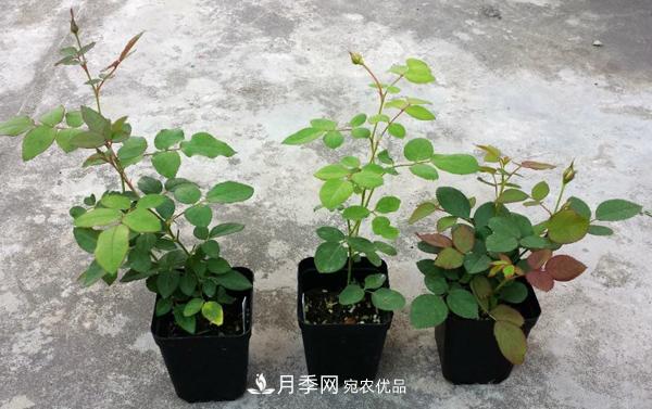月季花幼苗怎樣栽培？月季苗種植方法(圖1)