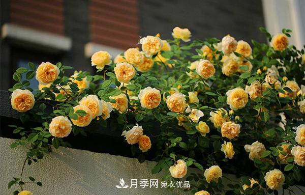 月季花幼苗怎樣栽培？月季苗種植方法(圖4)