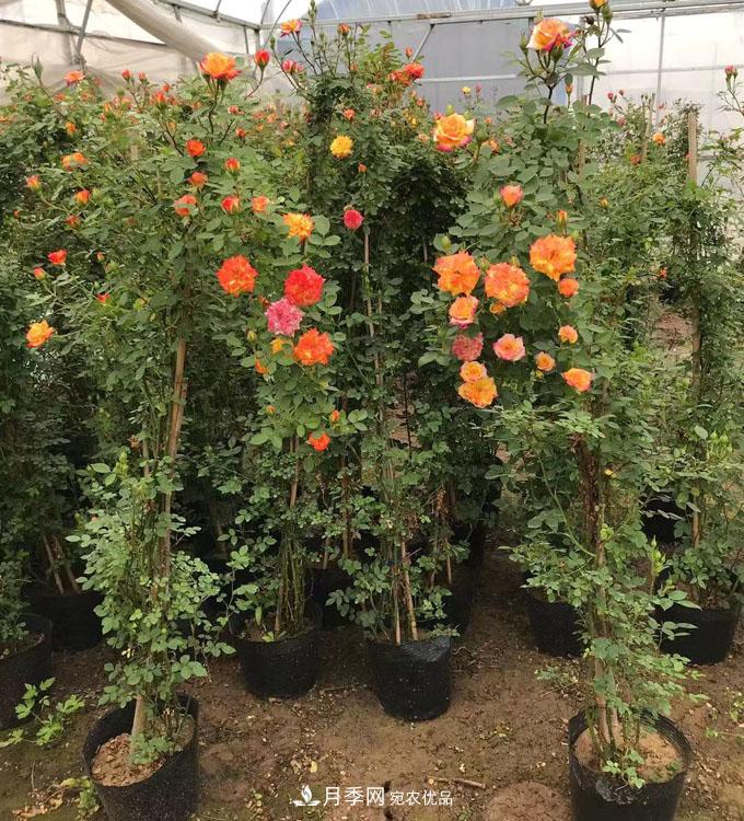 基地直供造型月季花瓶、月季花球、月季花柱批發(fā)價格(圖4)
