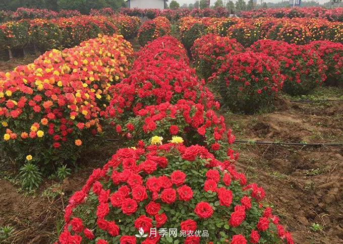 基地直供造型月季花瓶、月季花球、月季花柱批發(fā)價格(圖3)