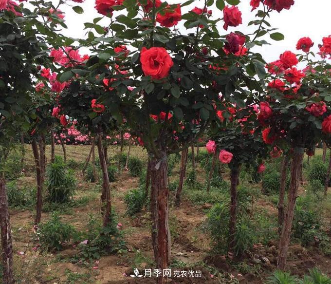 基地直供造型月季花瓶、月季花球、月季花柱批發(fā)價格(圖2)
