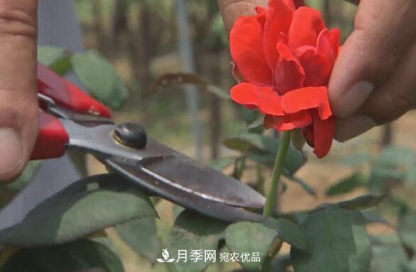 樹(shù)狀月季門(mén)道多，南陽(yáng)樹(shù)狀月季怎樣種植？月季冠幅小、偏冠是啥原因？(圖4)