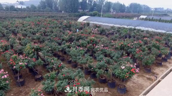 樹(shù)狀月季門(mén)道多，南陽(yáng)樹(shù)狀月季怎樣種植？月季冠幅小、偏冠是啥原因？(圖2)