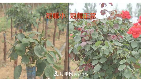 樹(shù)狀月季門(mén)道多，南陽(yáng)樹(shù)狀月季怎樣種植？月季冠幅小、偏冠是啥原因？(圖1)