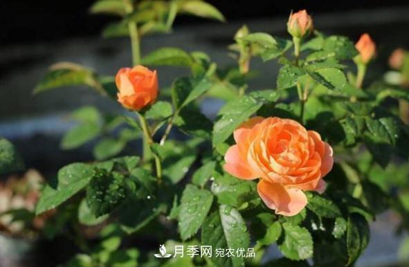 月季網(wǎng)，月季花秋季施肥方法(圖1)