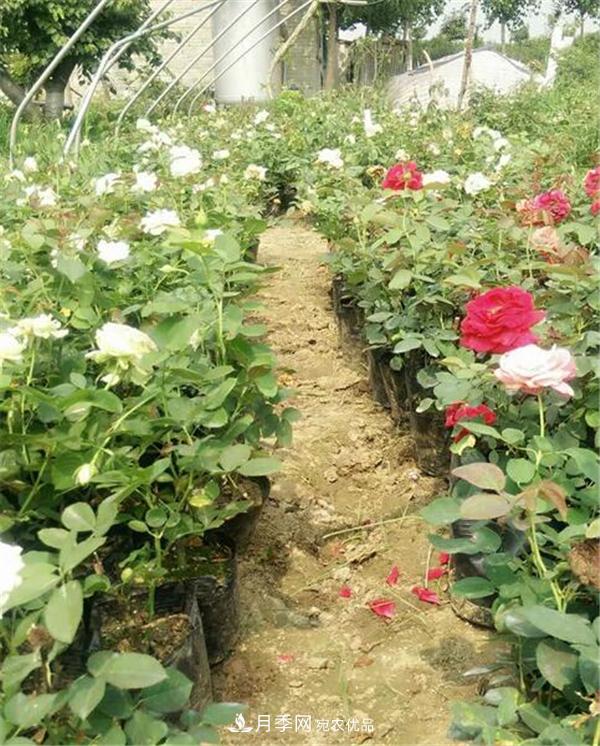 南陽月季花營養(yǎng)缽苗如何養(yǎng)？價格多少錢？(圖1)