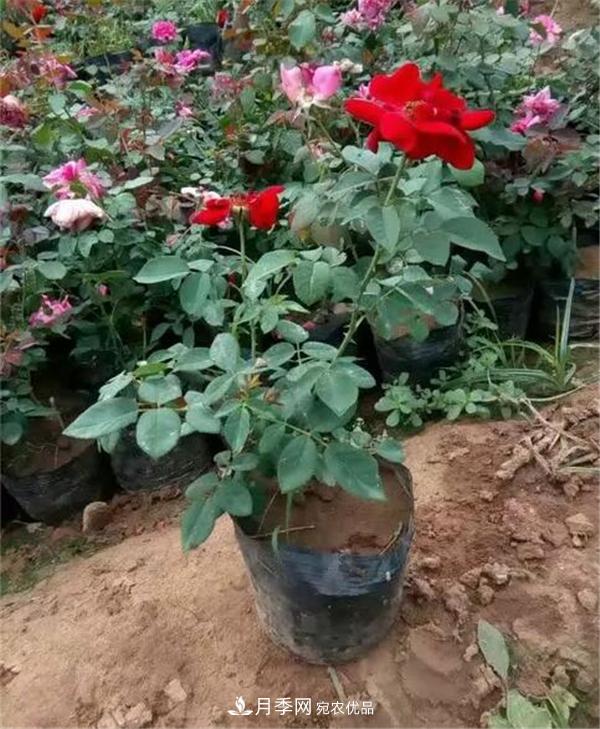 南陽月季花營養(yǎng)缽苗如何養(yǎng)？價格多少錢？(圖2)