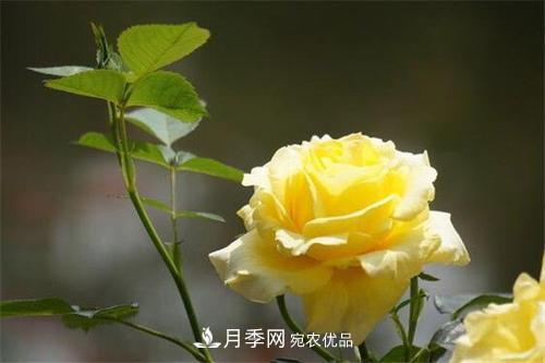分享10種大花月季，每一款開(kāi)花鮮艷香味清新(圖1)