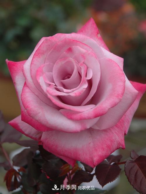 分享10種大花月季，每一款開(kāi)花鮮艷香味清新(圖3)
