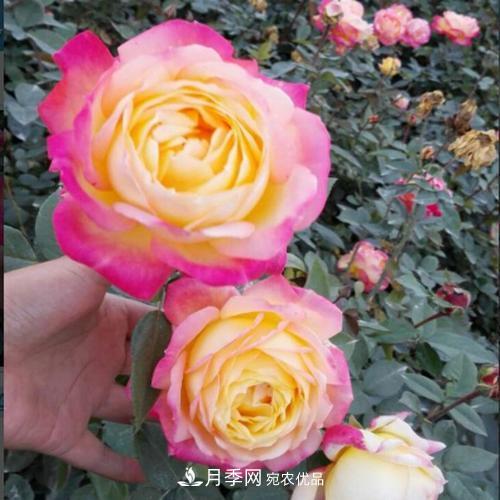 分享10種大花月季，每一款開(kāi)花鮮艷香味清新(圖2)