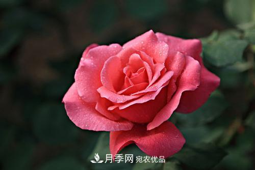 分享10種大花月季，每一款開(kāi)花鮮艷香味清新(圖4)