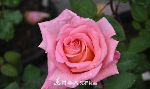 分享10種大花月季，每一款開(kāi)花鮮艷香味清新(圖5)