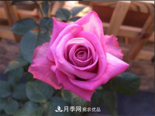 分享10種大花月季，每一款開(kāi)花鮮艷香味清新(圖8)