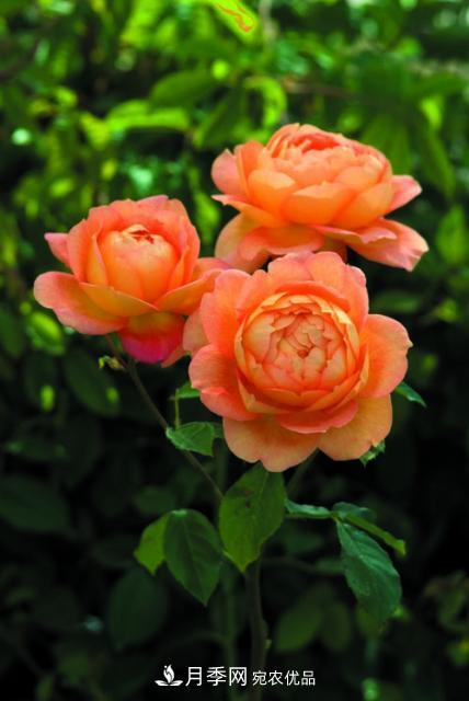 分享10種大花月季，每一款開(kāi)花鮮艷香味清新(圖6)