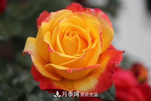 分享10種大花月季，每一款開(kāi)花鮮艷香味清新(圖7)