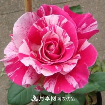 分享10種大花月季，每一款開(kāi)花鮮艷香味清新(圖10)