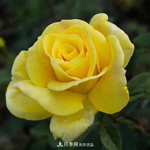 分享10種大花月季，每一款開(kāi)花鮮艷香味清新(圖9)