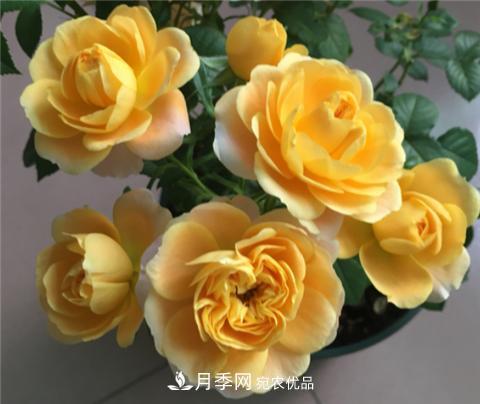 這6種月季花，四季開花不斷，又大又美，值得入手(圖1)