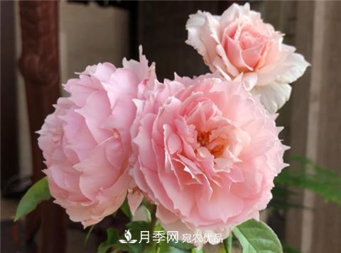這6種月季花，四季開花不斷，又大又美，值得入手(圖2)