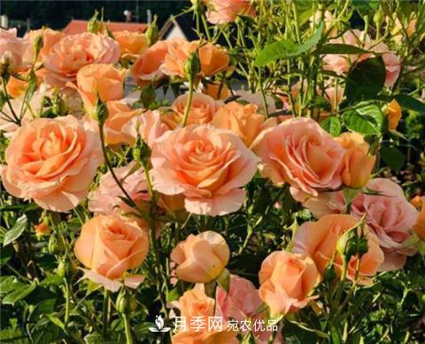 這6種月季花，四季開花不斷，又大又美，值得入手(圖5)