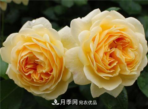 這6種月季花，四季開花不斷，又大又美，值得入手(圖4)