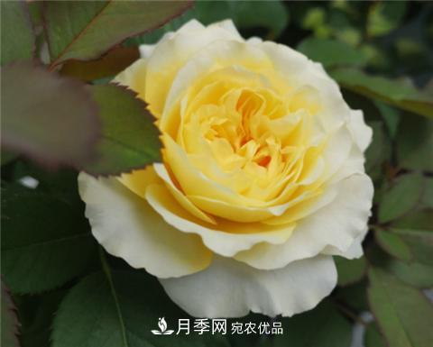 這6種月季花，四季開花不斷，又大又美，值得入手(圖8)