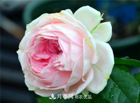 這6種月季花，四季開花不斷，又大又美，值得入手(圖7)