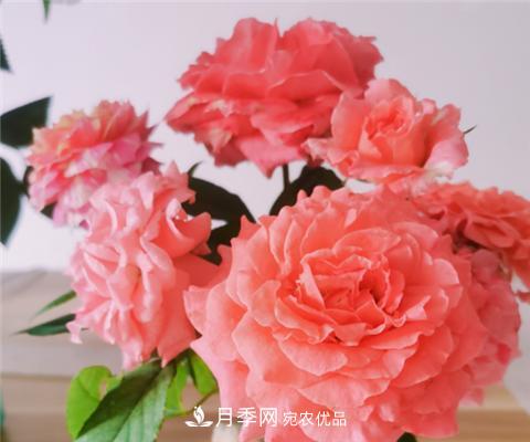 這6種月季花，四季開花不斷，又大又美，值得入手(圖6)
