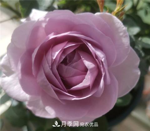 這6種月季花，四季開花不斷，又大又美，值得入手(圖10)