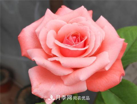 這6種月季花，四季開花不斷，又大又美，值得入手(圖11)
